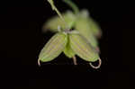 Southern meadow-rue